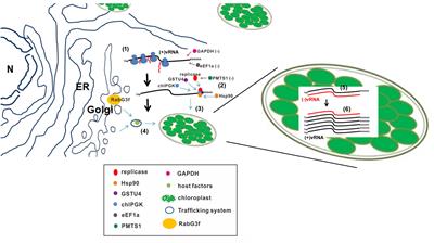 Host Factors in the Infection Cycle of Bamboo mosaic virus